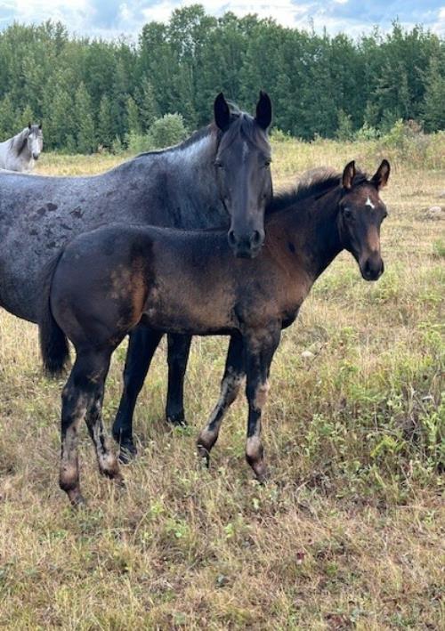 #16 Name Pending - 04 May 25, AQHA, Black, Colt (Micky Command) X (Leo Scat Hancock)